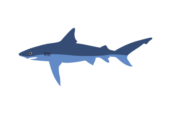 Animal Asset: Shark Illustration SVG Graphics