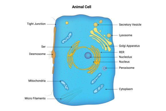 Animal Cell Vector Design Illustration: Graphics & Illustrations for Local Brands
