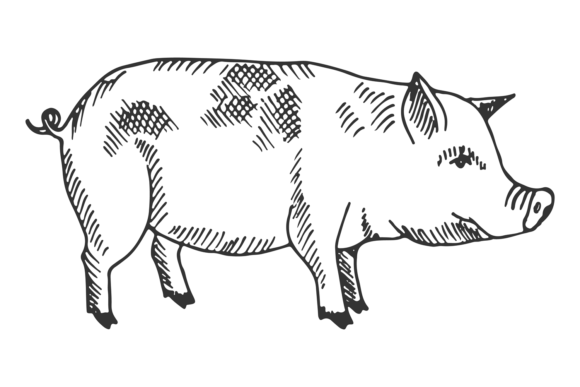 Pig Sketch: Hand-Drawn Piglet