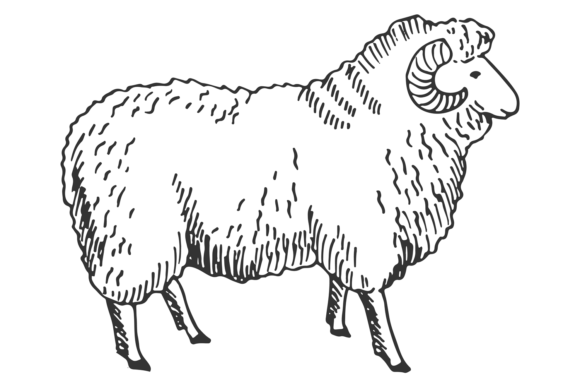 Ram Sketch Graphics: Wool Sheep Illustrations