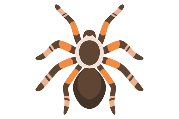 Spider Exotic Pet Animal. Arachnid Carto Graphics